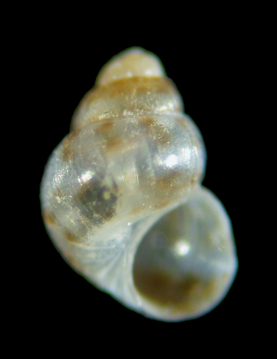 Il genere Setia e Crisilla nel Mediteraneo